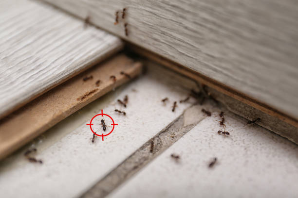 Best Cockroach Control Services  in Fairview Park, OH