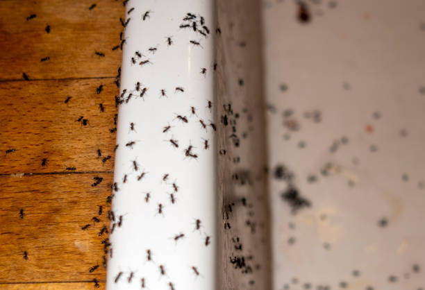 Best Best Pest Control Companies  in Fairview Park, OH